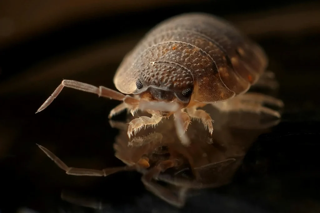 Bed-Bug-Treatment - Franklin Square Pest Control Pros | Franklin Square, NY | 516-588-6580