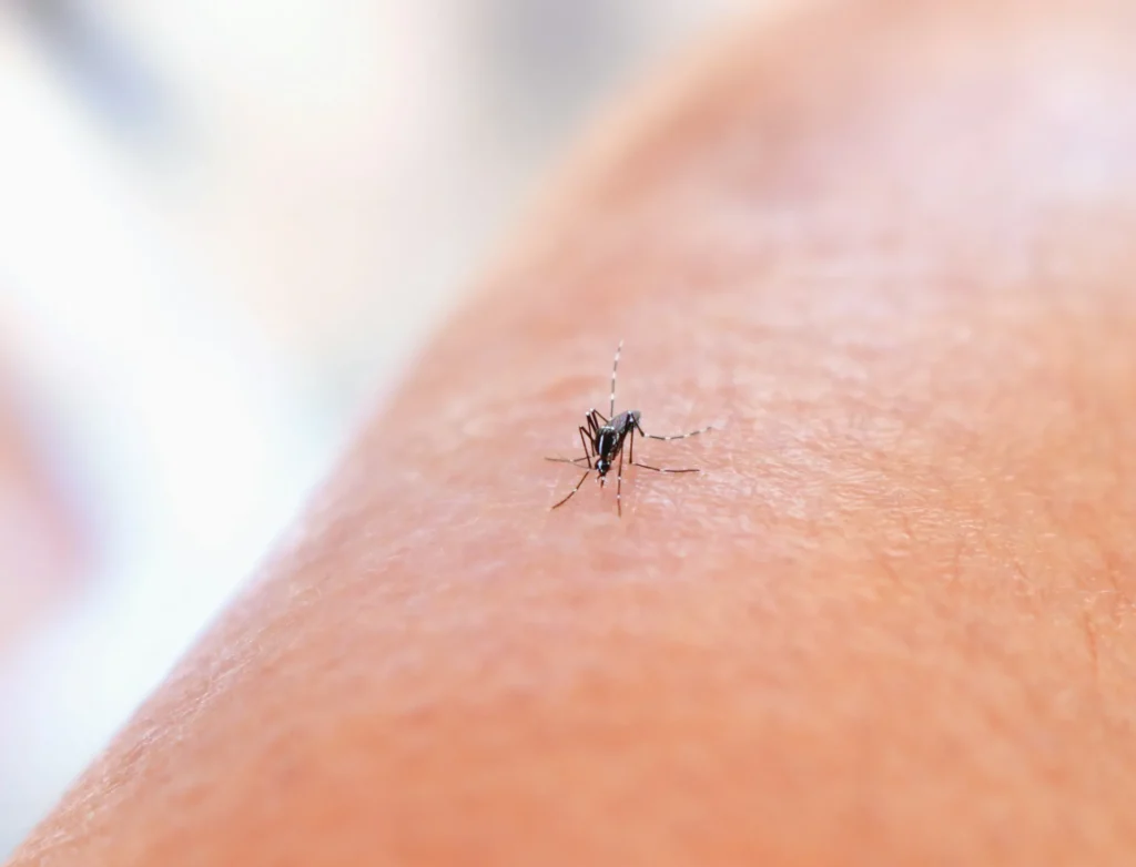 Mosquito Control - Franklin Square Pest Control Pros | Franklin Square, NY | 516-588-6580